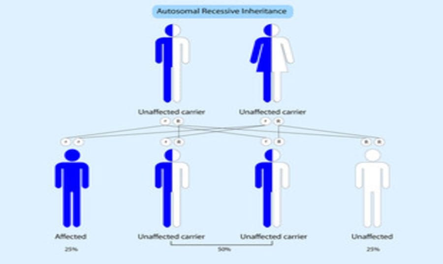 what-is-autosomal-recessive-inheritance Image