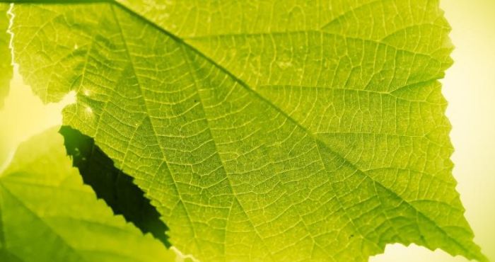 Carbon neutral