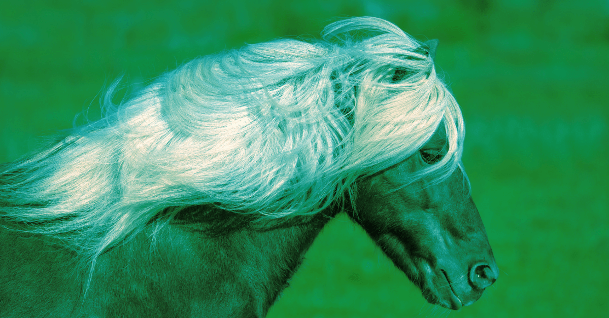 Découvrez l'équitation éthologique