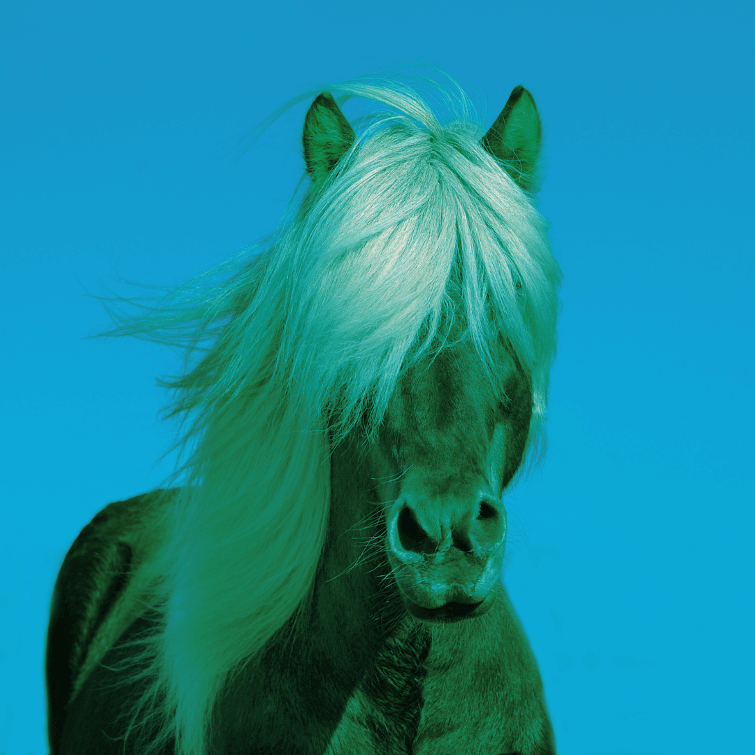 Cheval de fase avec beaucoup de crinières