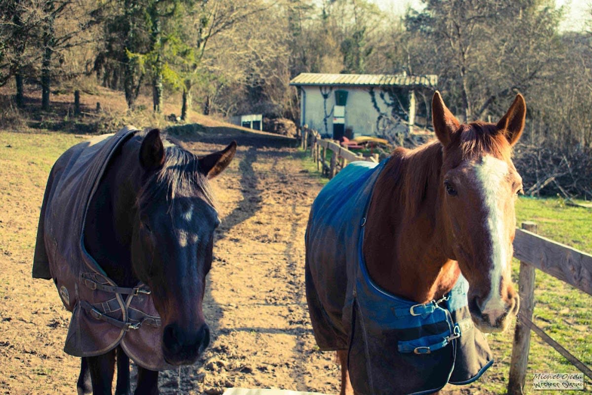Photo 3 de Centre Équestre la Charbonnière