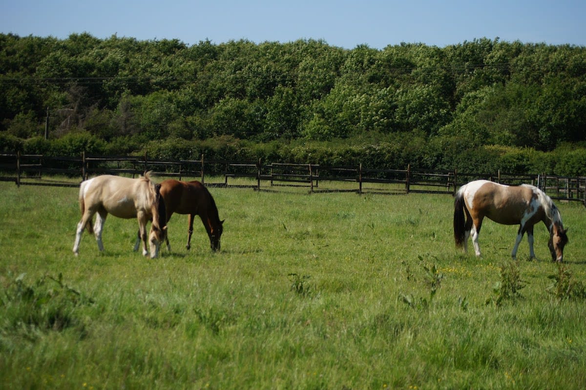 Photo 3 de Equi Clever H