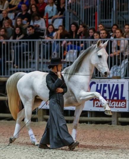 Photo 5 de Equi Clever H