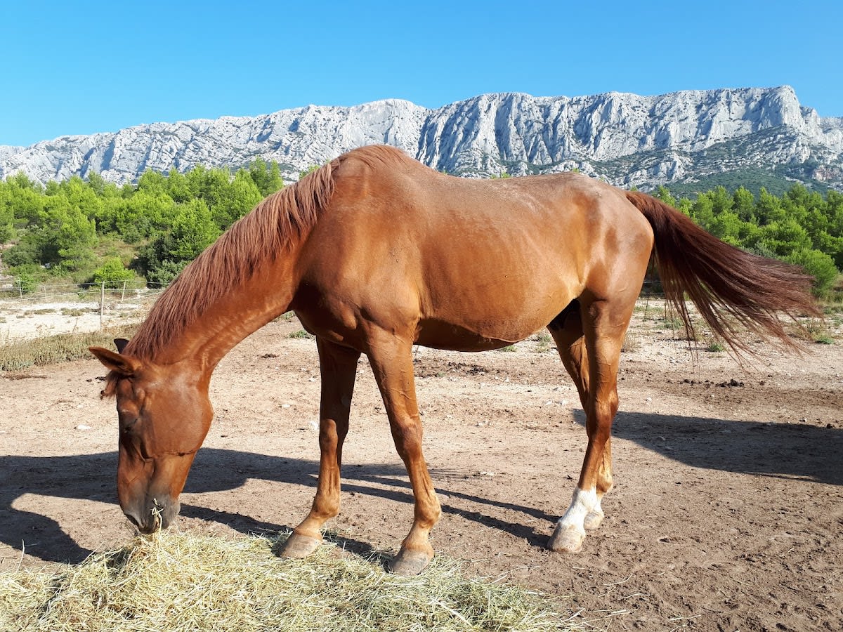 Photo 2 de Centre Equestre Clos Sainte Victoire