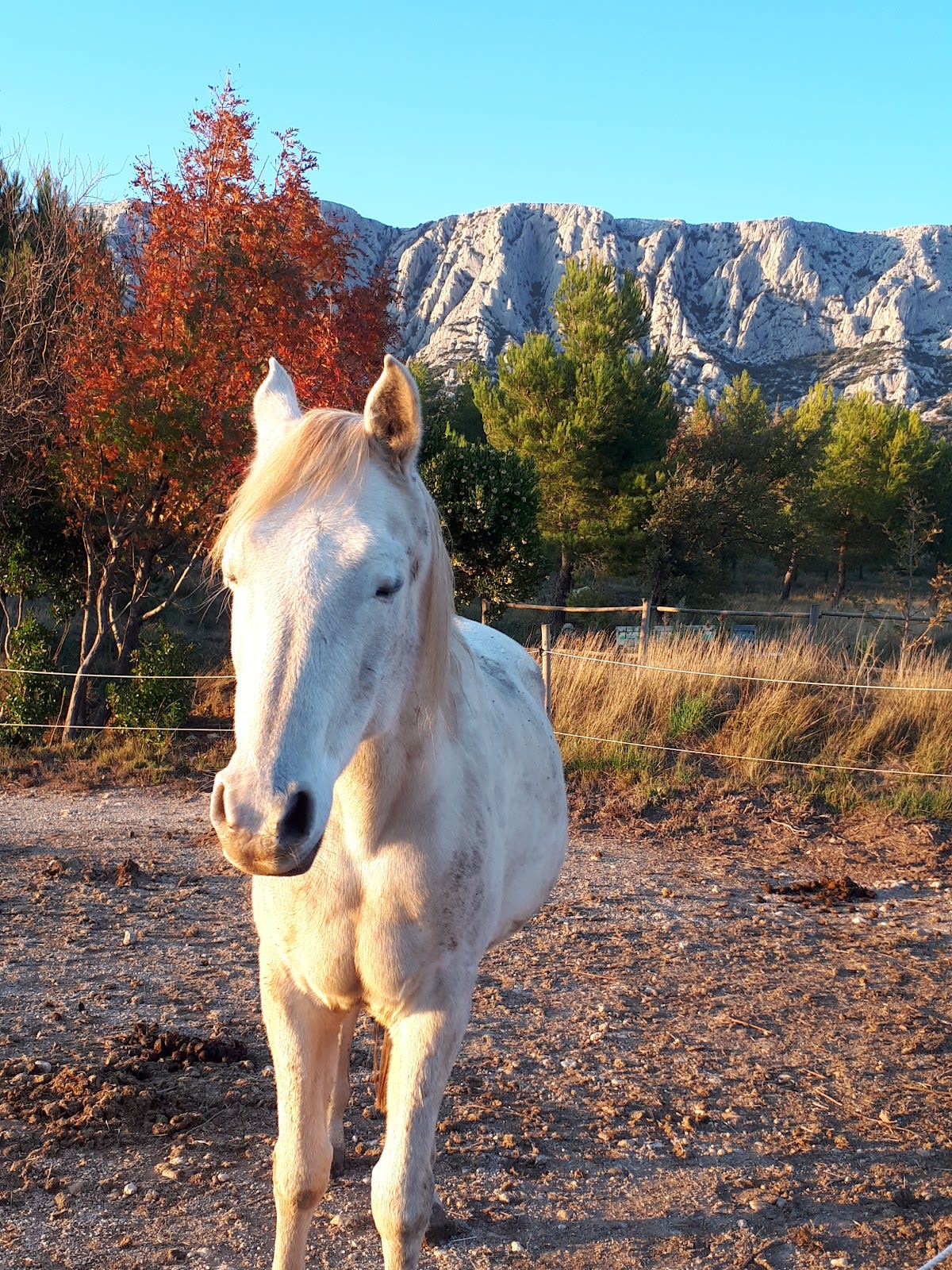 Photo 4 de Centre Equestre Clos Sainte Victoire