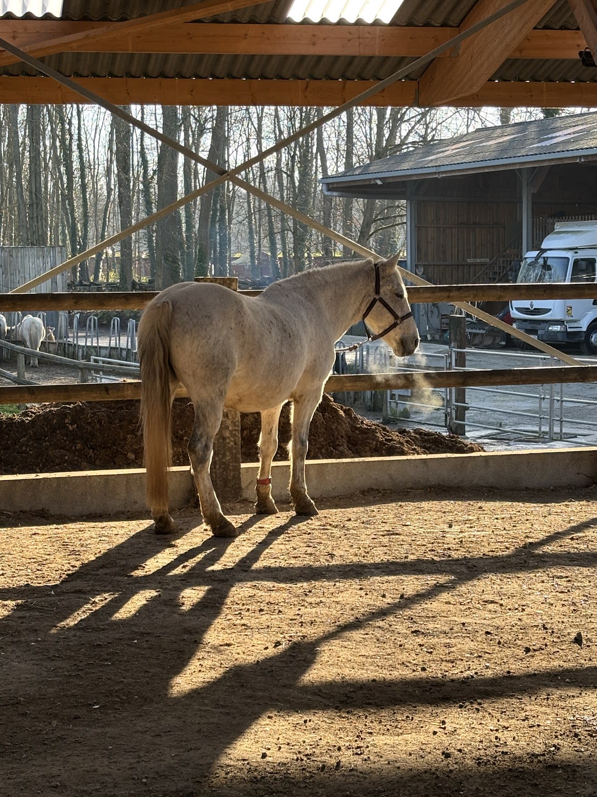 Photo 4 de Epona - Croissy Beaubourg Equitation