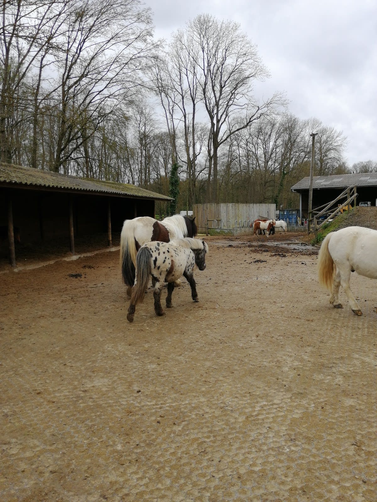 Photo 5 de Epona - Croissy Beaubourg Equitation