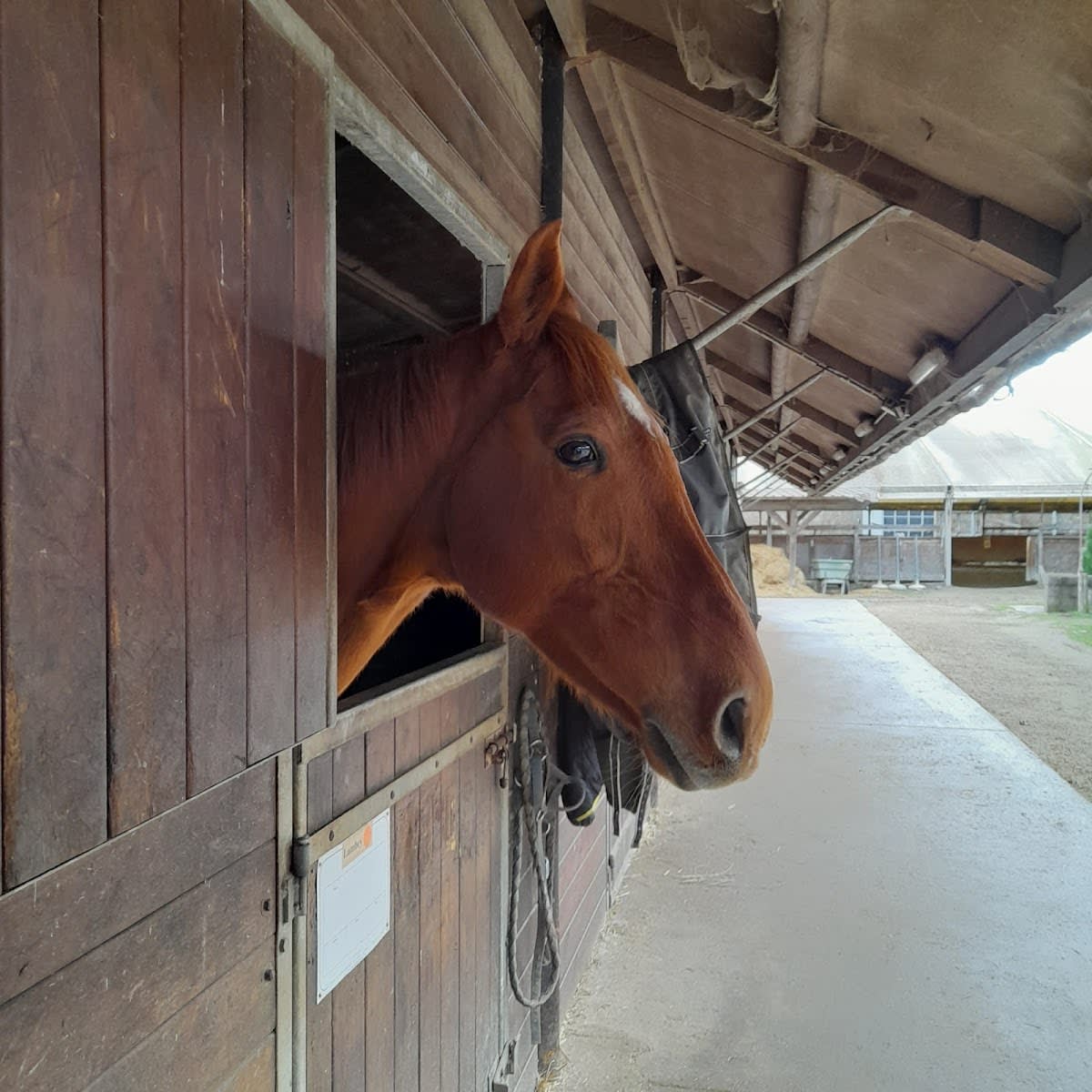 Photo 2 de École Équestre du Scheidstein