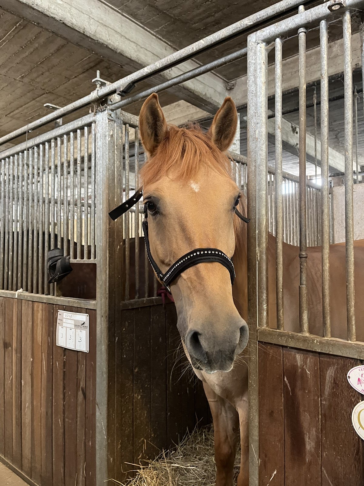 Photo 2 de Centre équestre des Deux Rives