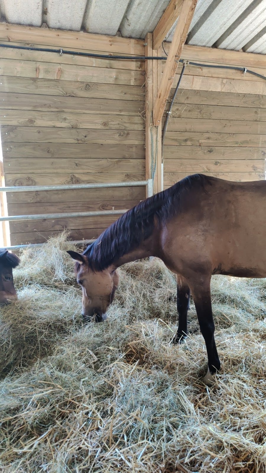 Photo 4 de Centre équestre des Deux Rives