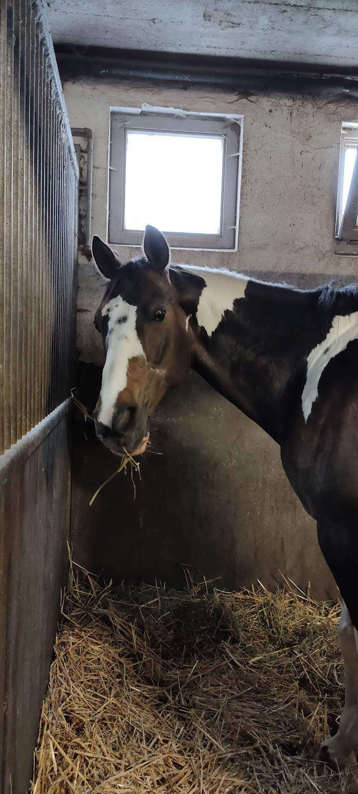 Photo 5 de Centre équestre des Deux Rives