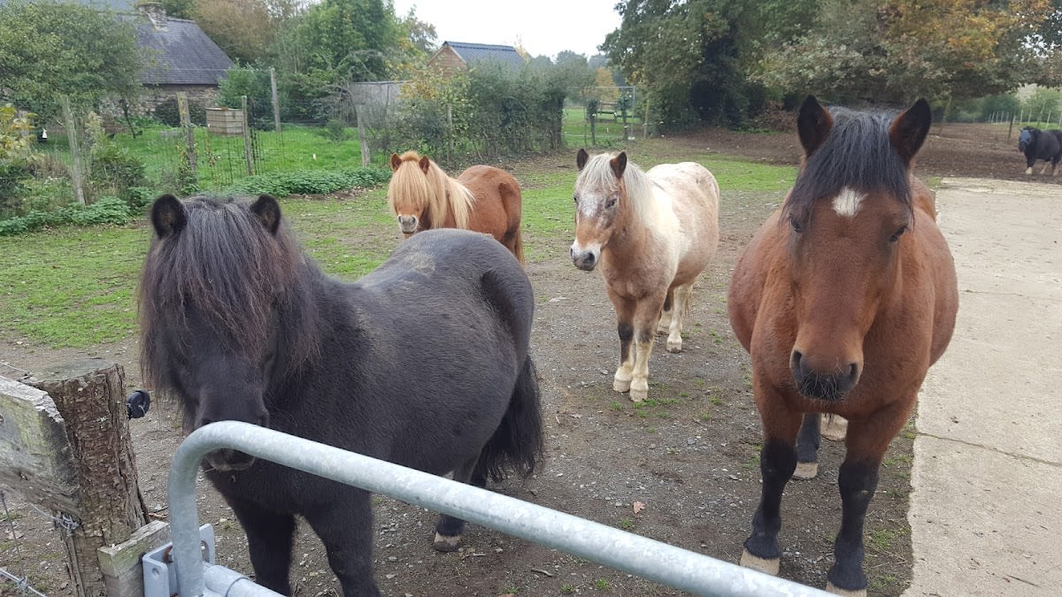 Photo 2 de Equita'sion