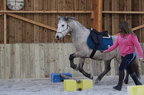 Photo 5 de Les Crinières de l'Ouest