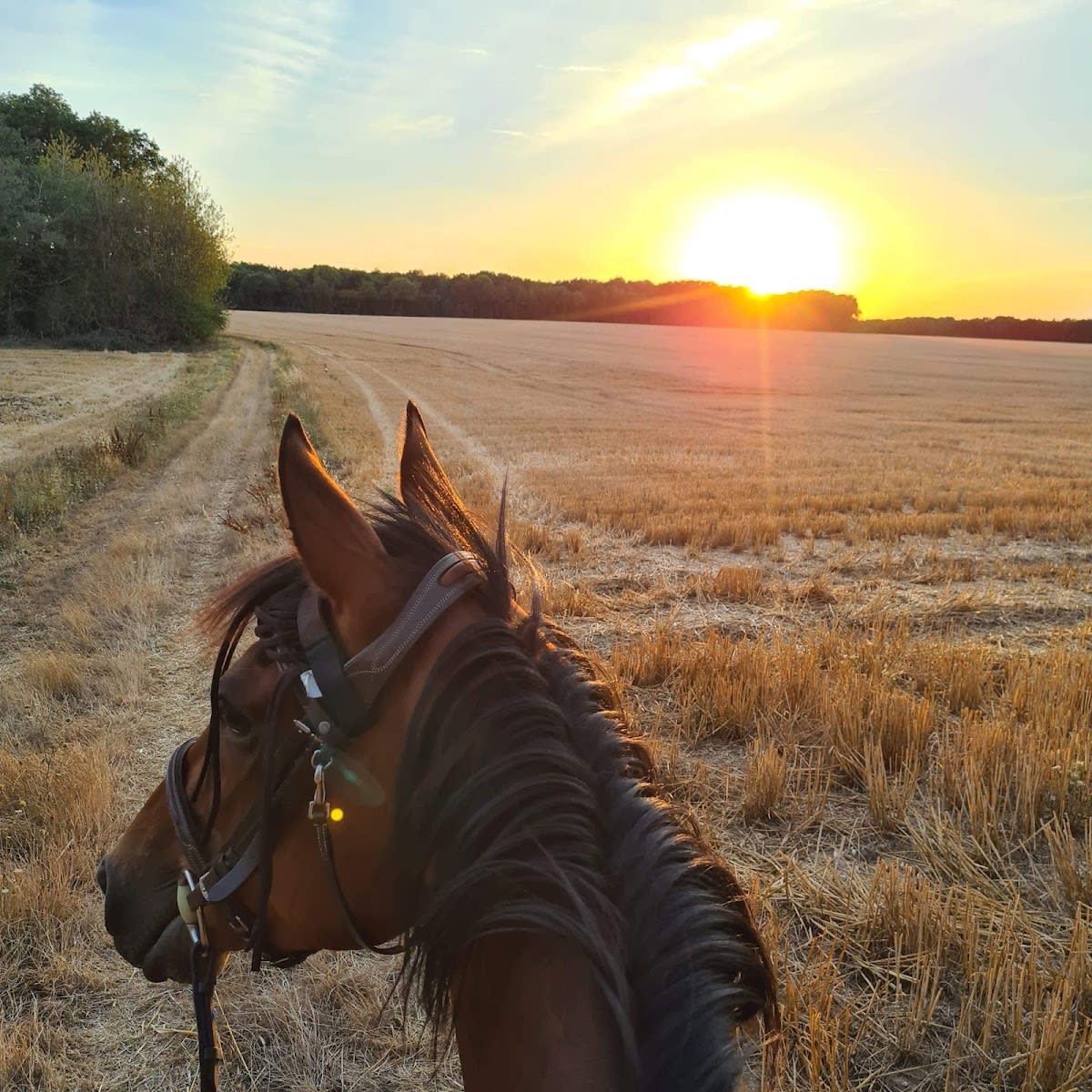 Photo 2 de L'écurie des Gatines