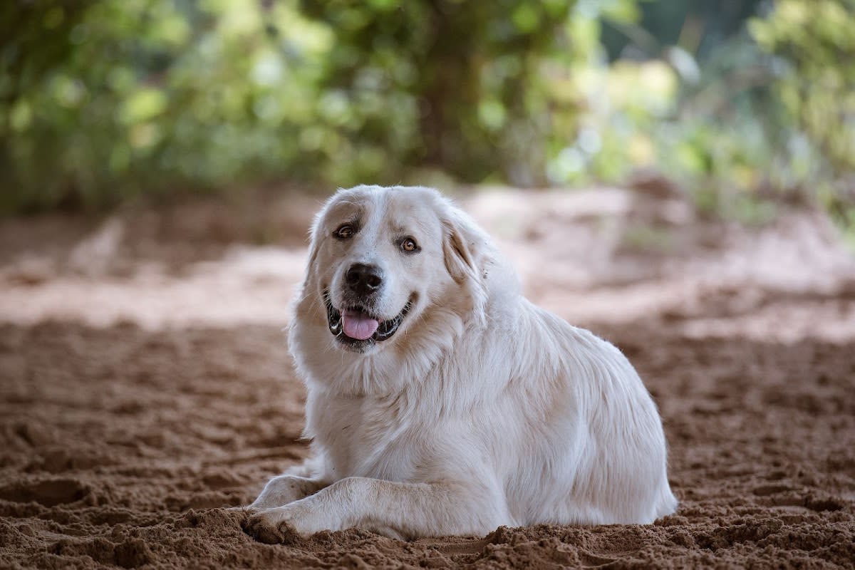 Photo 2 de Ecurie de Lukuya