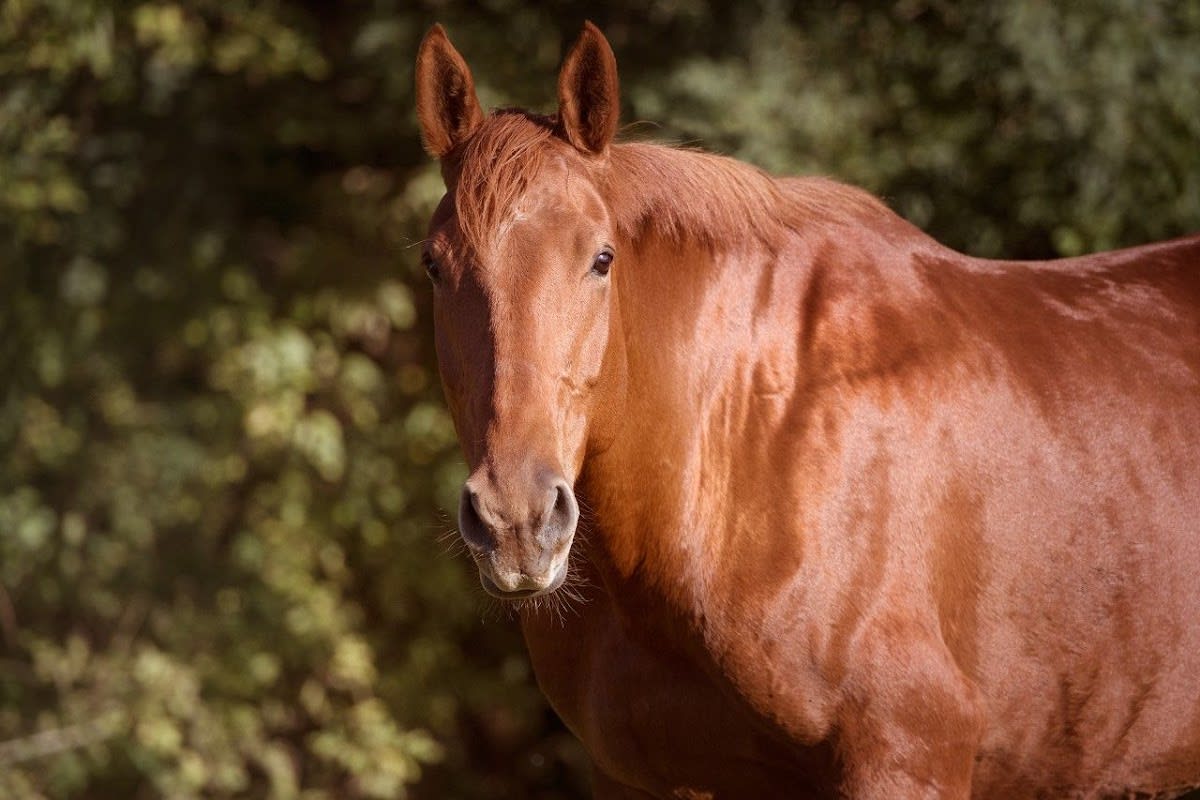 Photo 3 de Ecurie de Lukuya