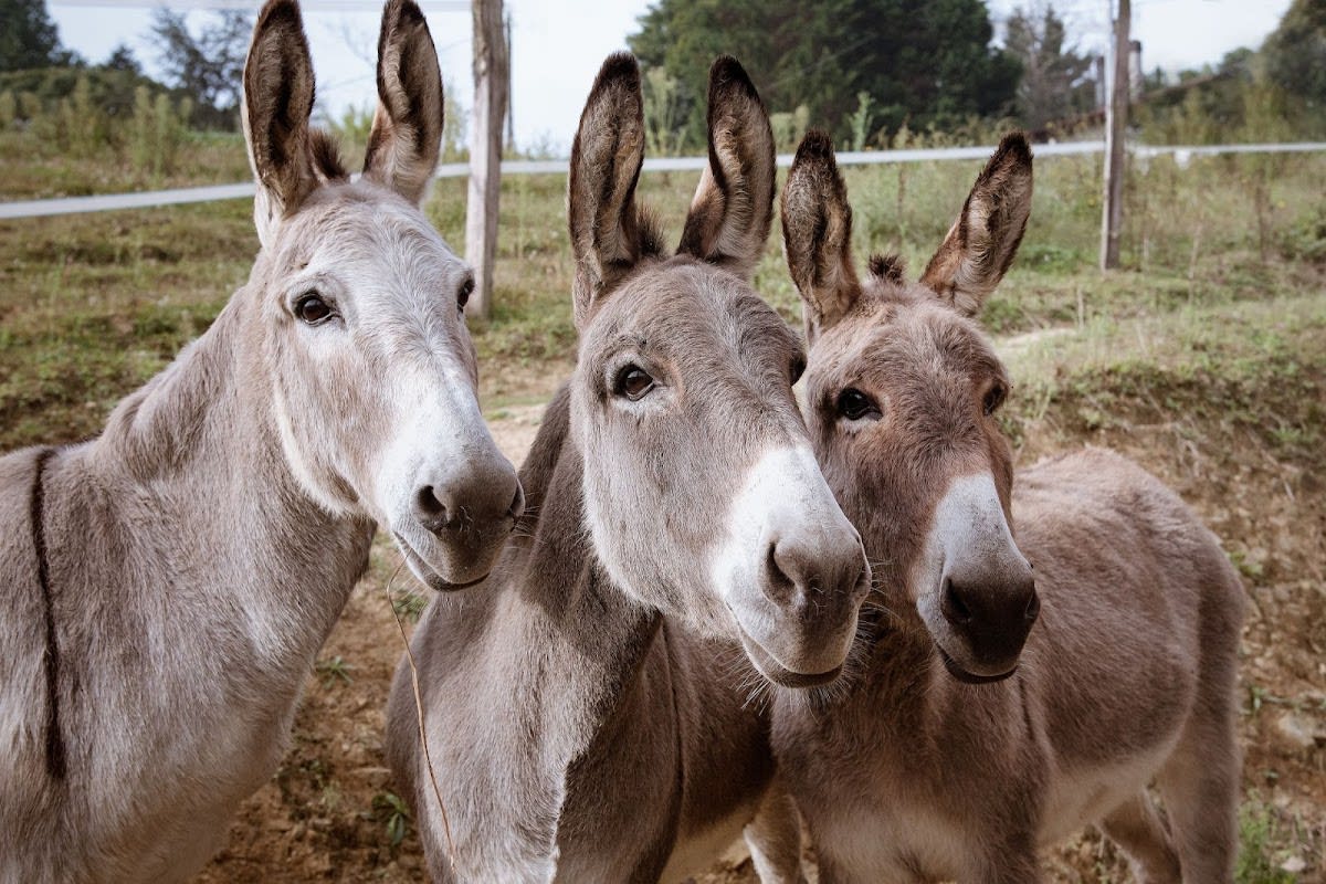 Photo 4 de Ecurie de Lukuya