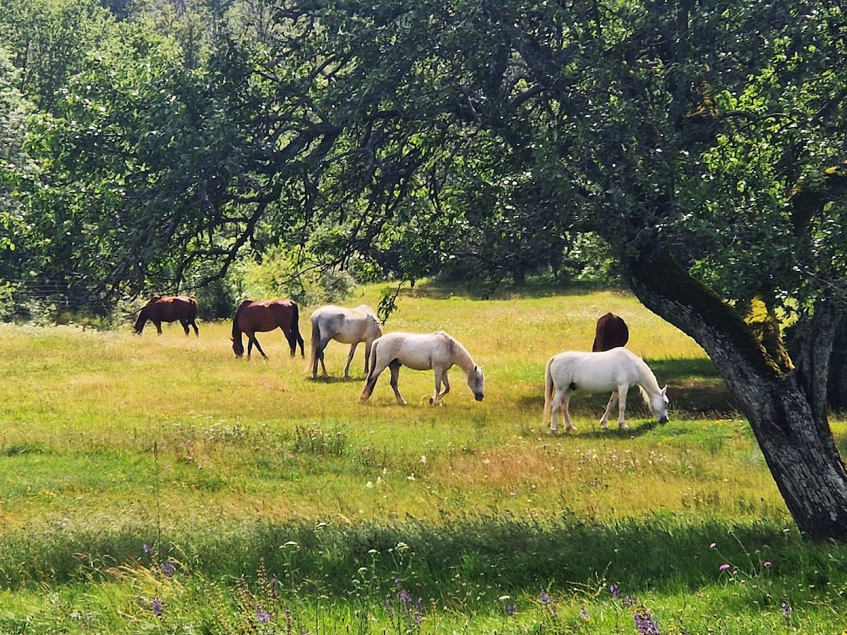 Photo 1 de L'Écrin de Jaspe