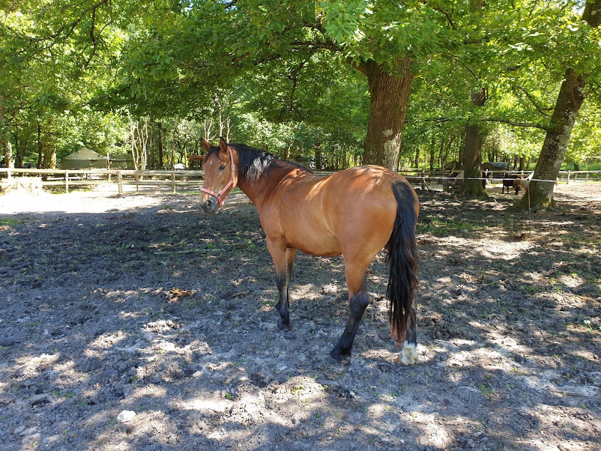 Photo 5 de Ranch des Lamberts