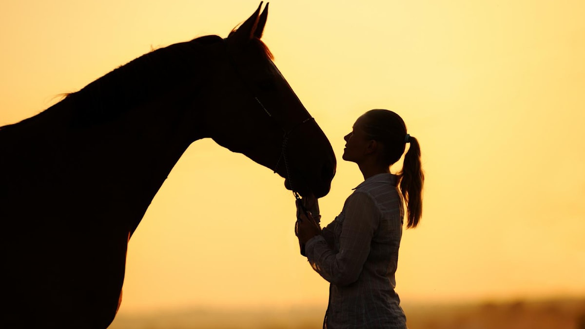 Photo 1 de Equilogic Farm