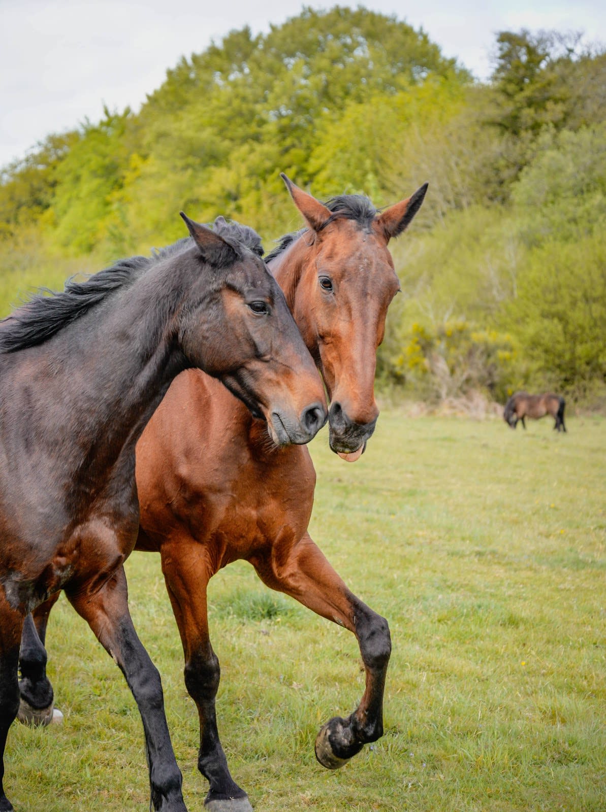 Photo 1 de Kairos Équitation
