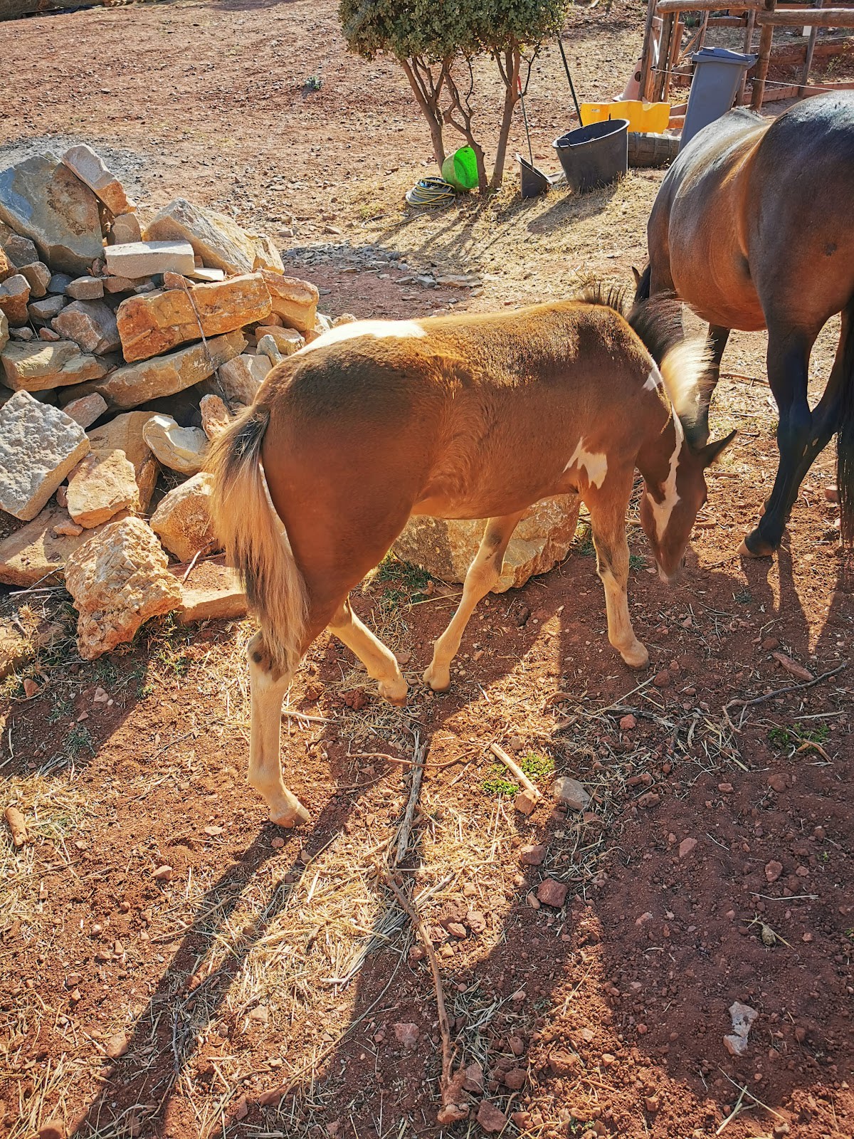 Photo 2 de Centre Équestre Le Nénuphar