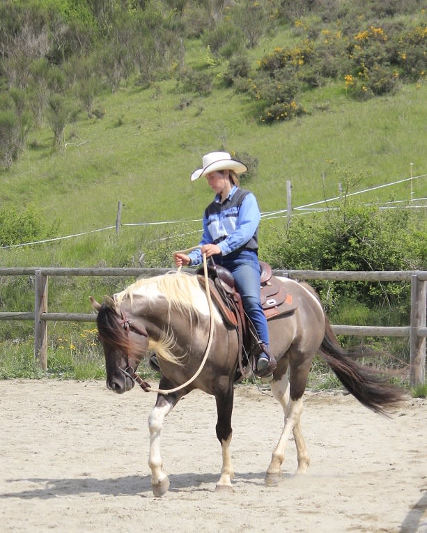 Photo 2 de ACE Horse Farm