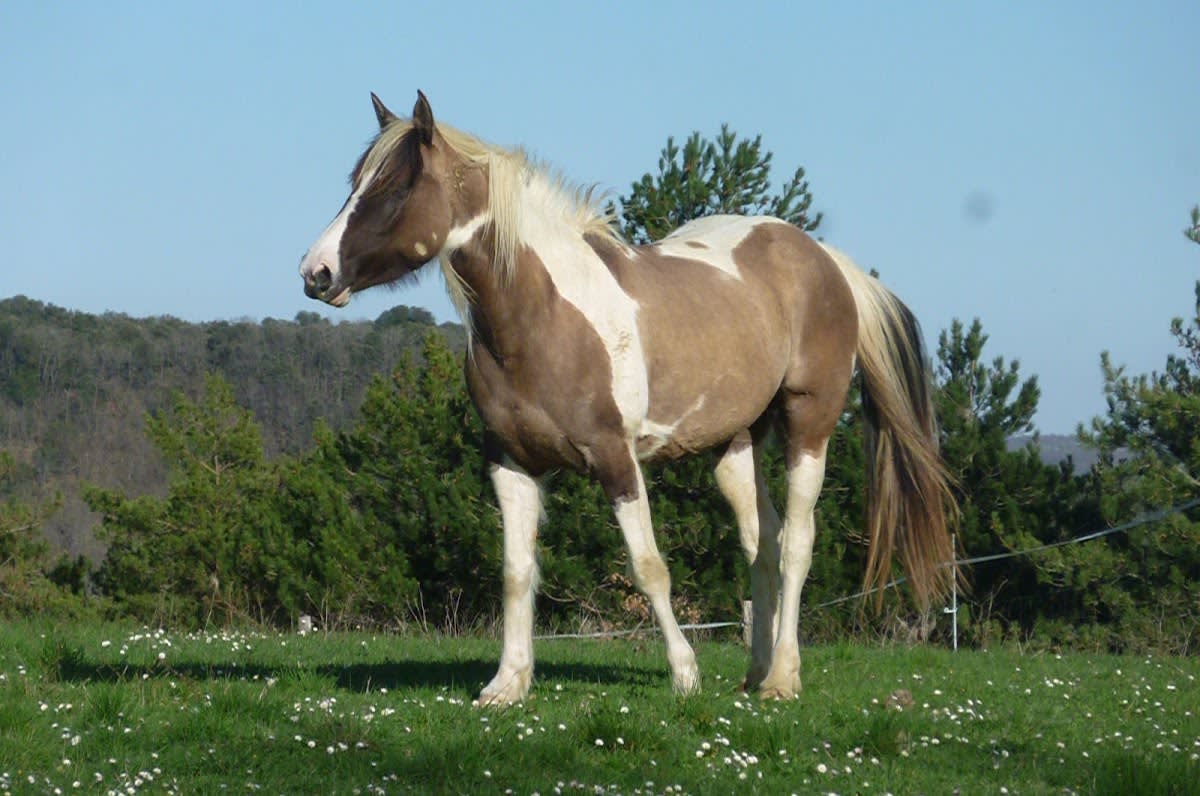 Photo 3 de ACE Horse Farm