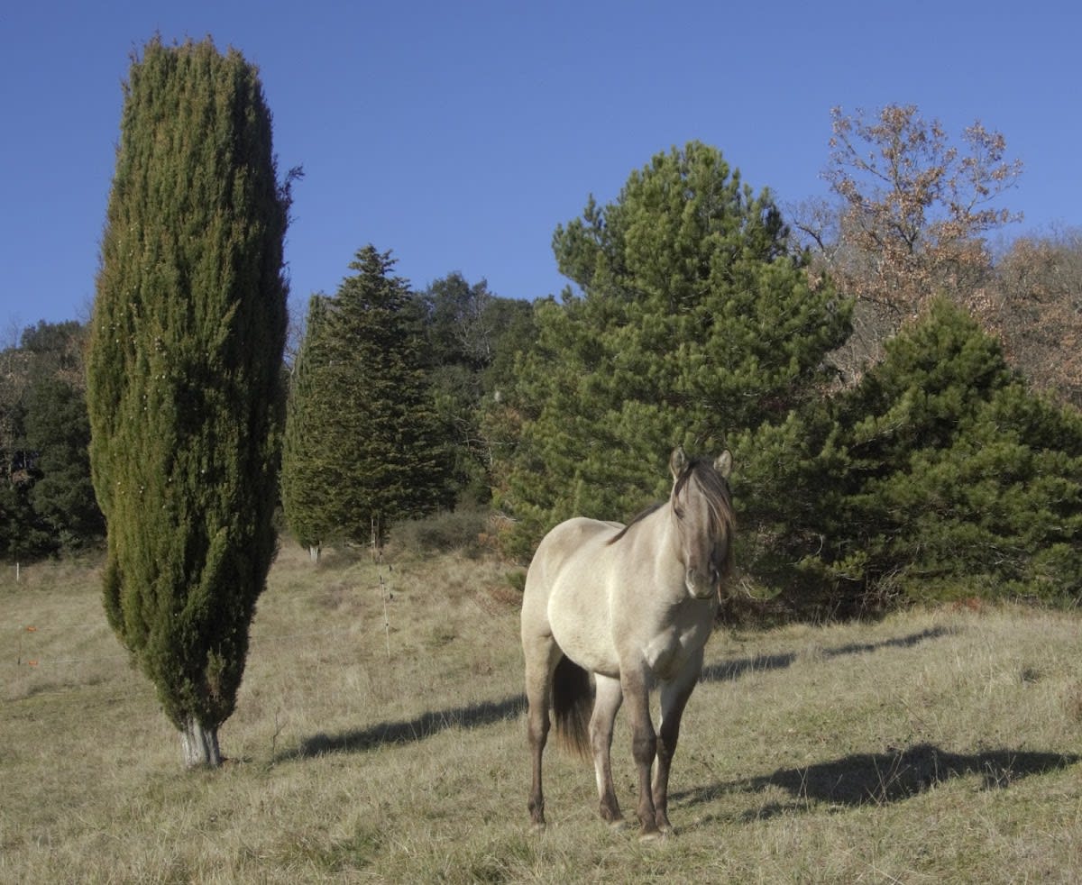 Photo 4 de ACE Horse Farm