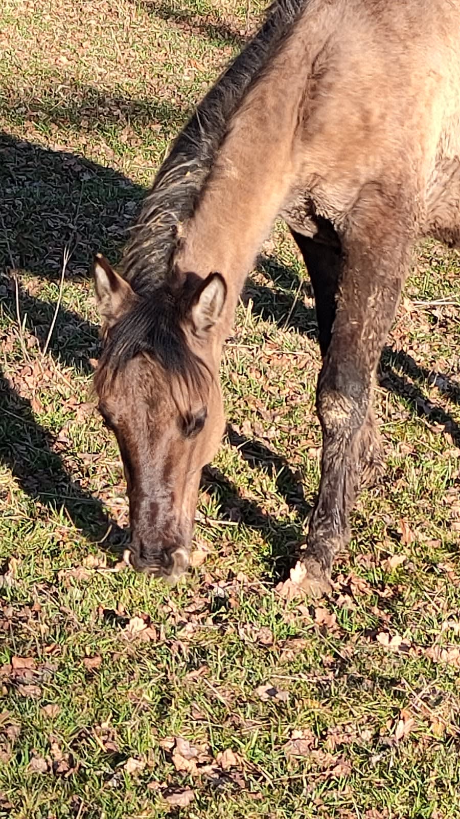 Photo 5 de ACE Horse Farm