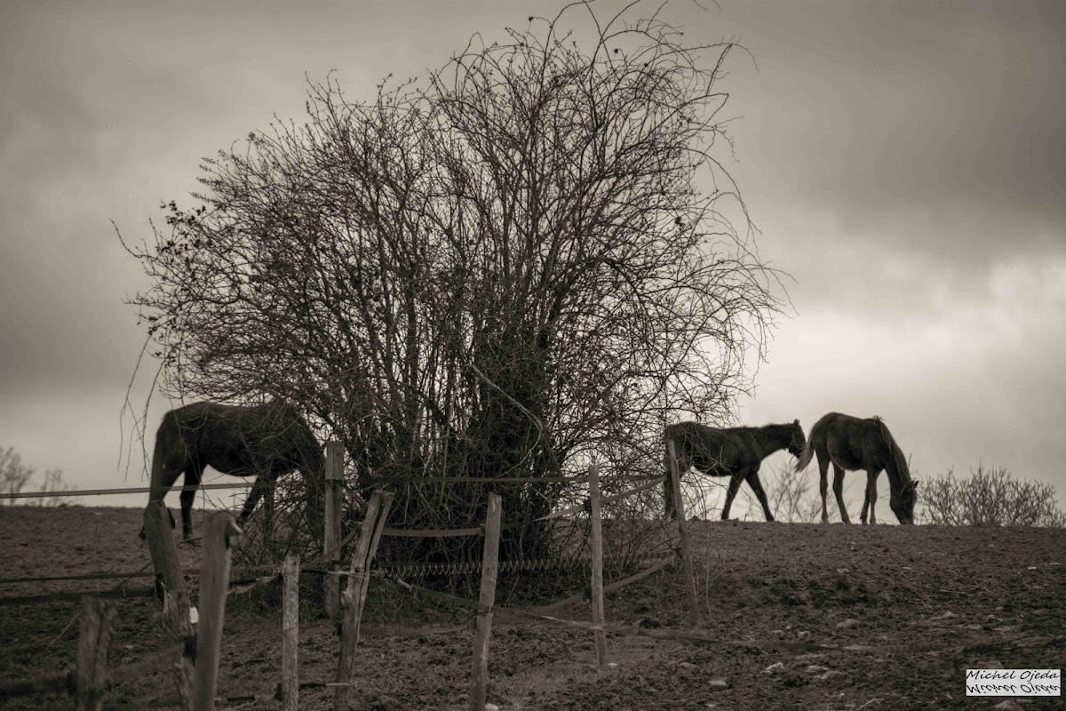 Photo 2 de Les Ecuries d'Armani