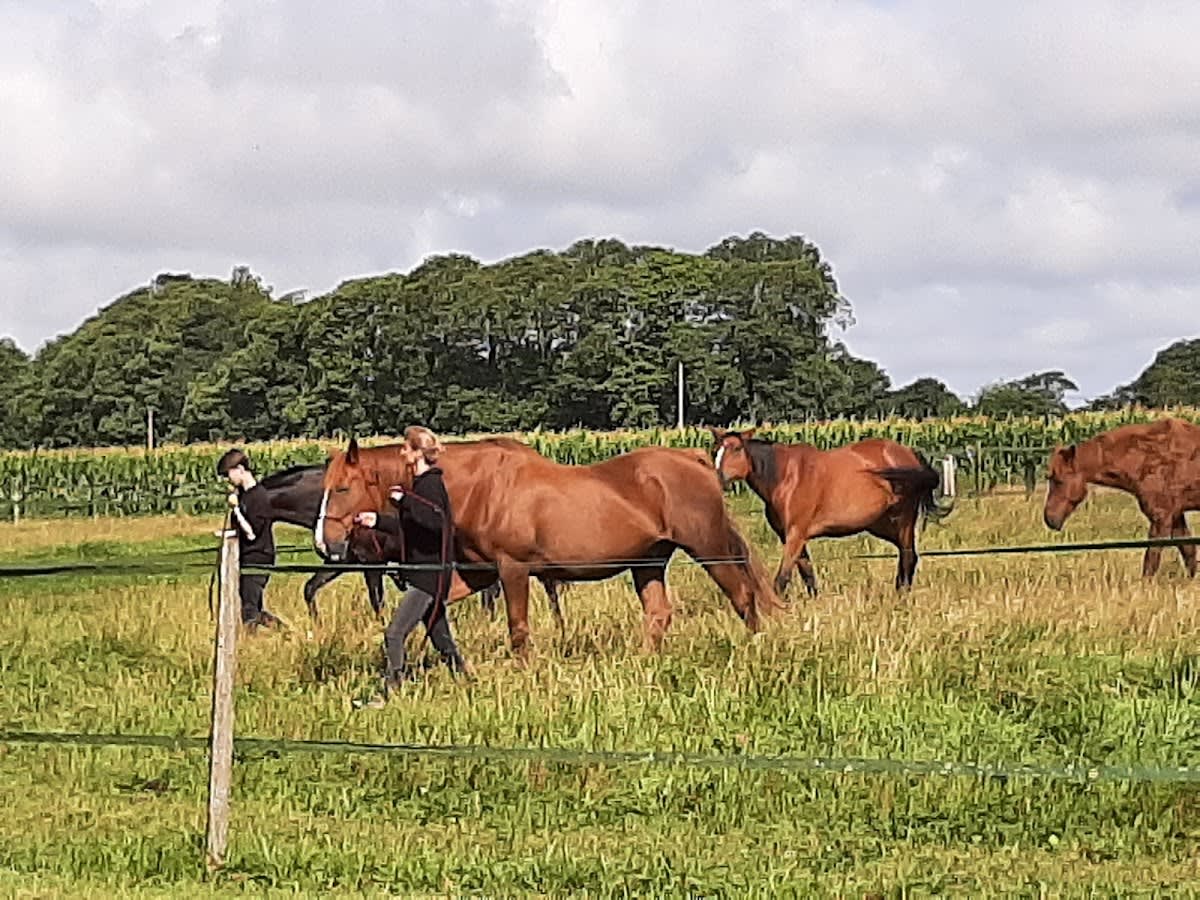 Photo 1 de Esprit Cheval