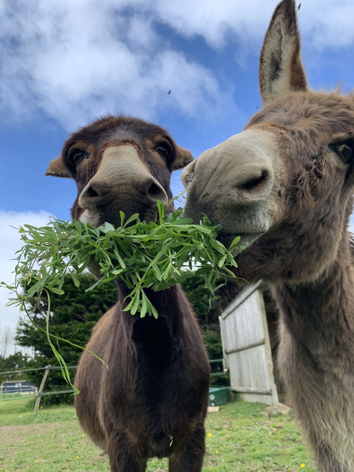 Photo 3 de Esprit Cheval