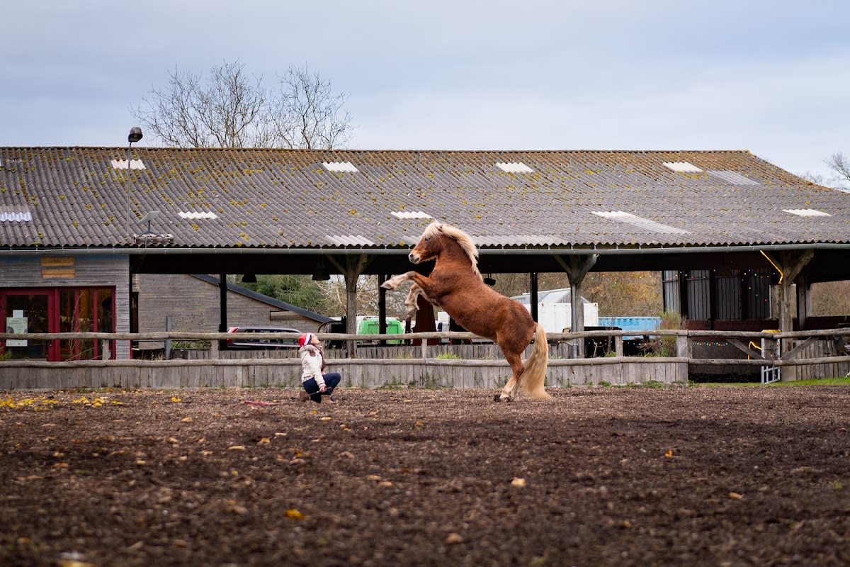 Photo 3 de Centre Equestre Equi'Luz