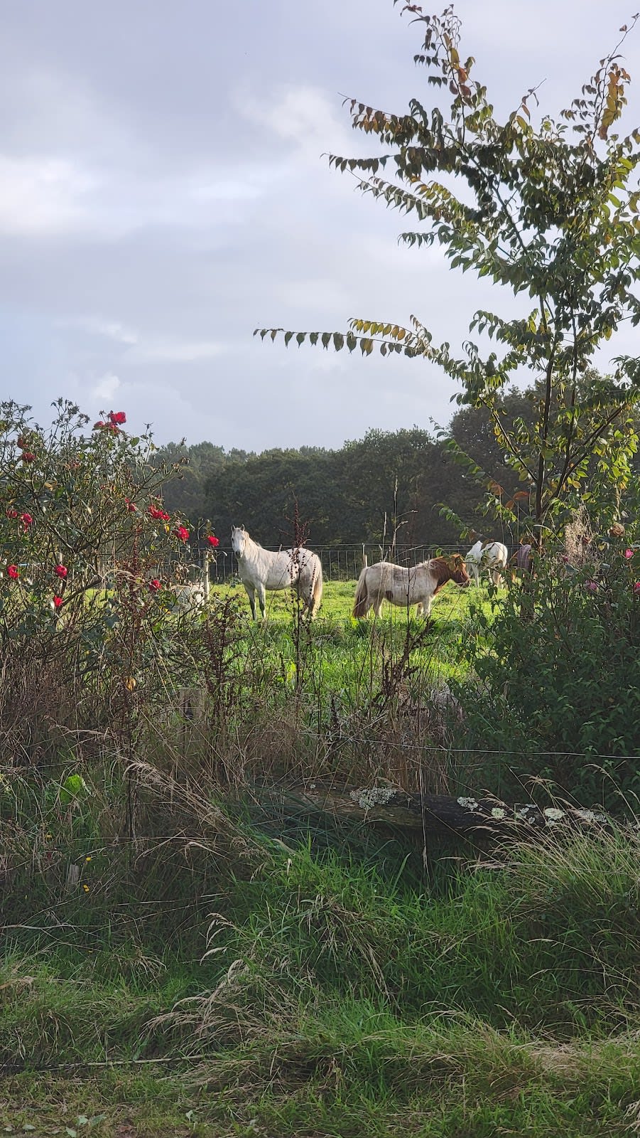 Photo 5 de Centre Equestre Equi'Luz