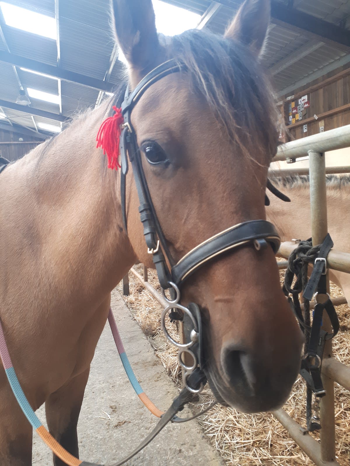 Photo 2 de Le Relais équestre des Récolets