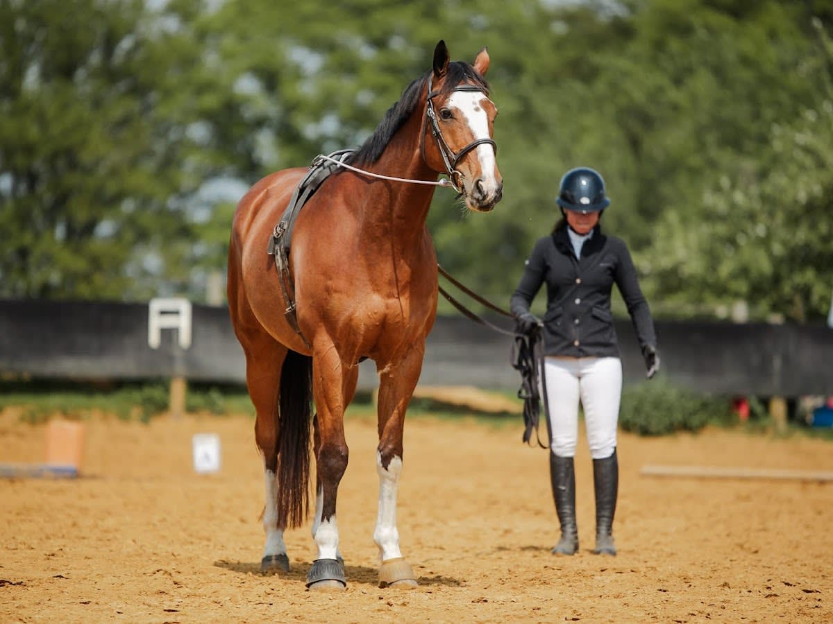 Photo 2 de Haras de Signy
