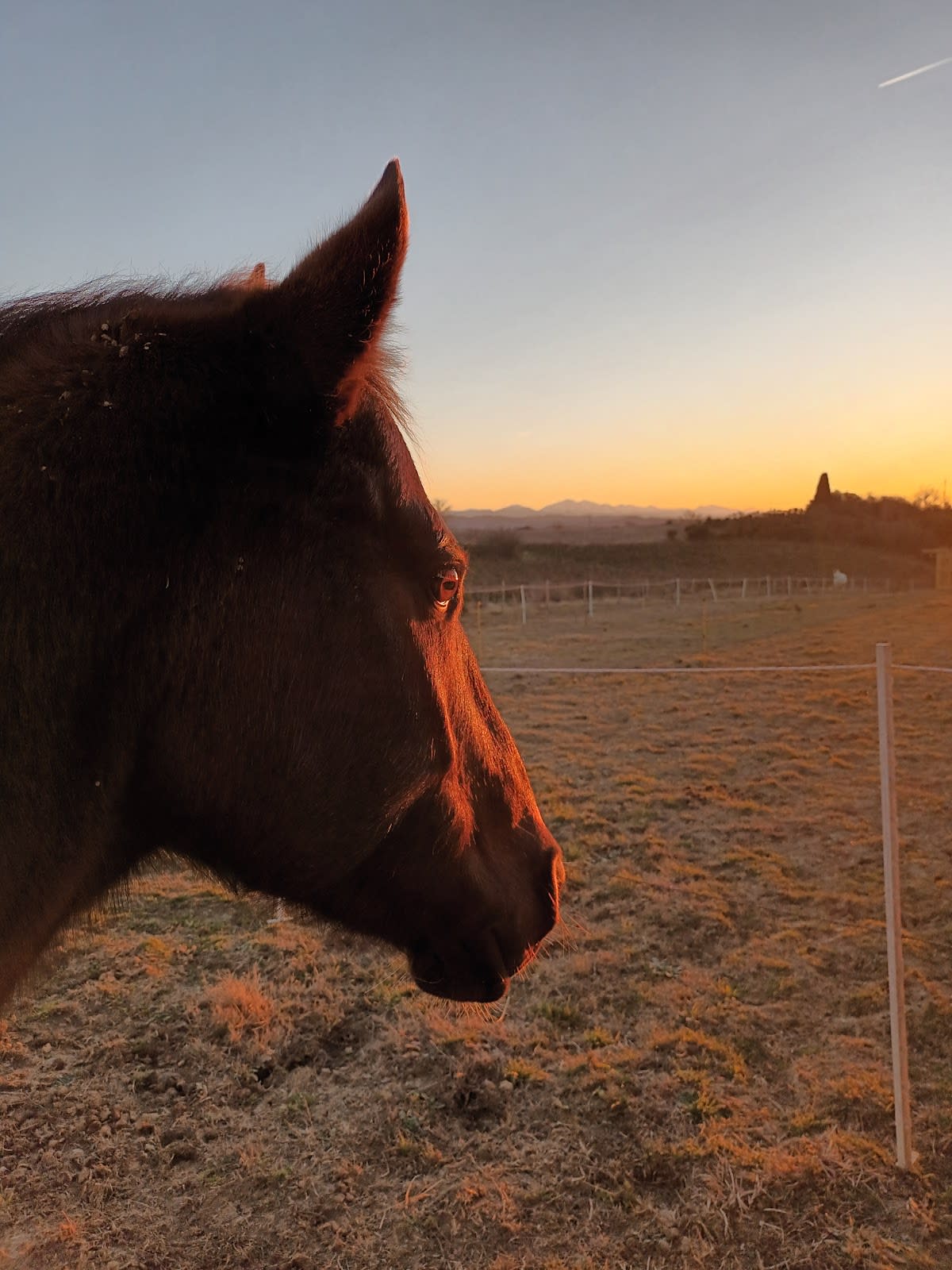 Photo 2 de Hippo Kampo