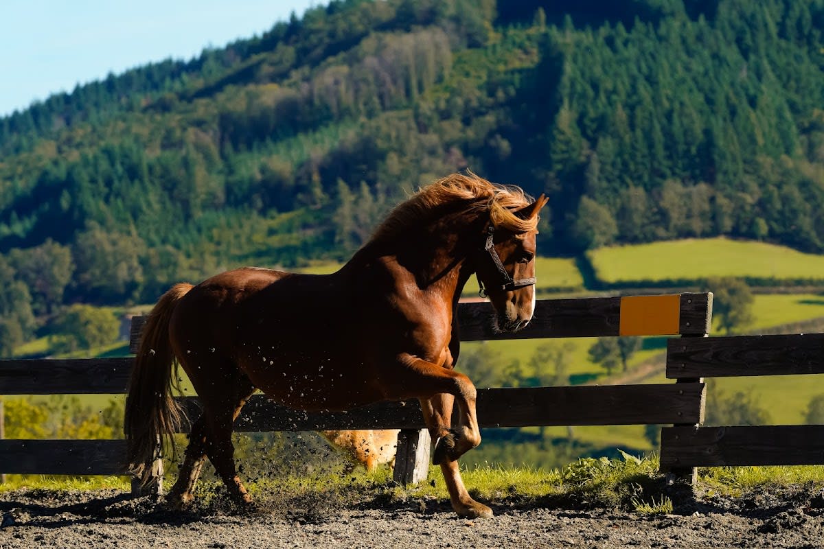 Photo 5 de La Ferme équestre du Rousset