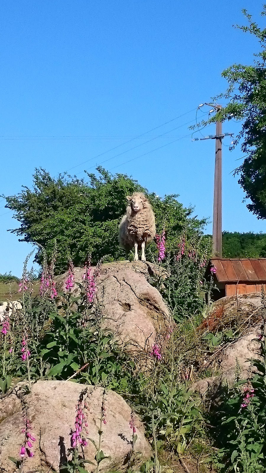 Photo 3 de Centre équestre de la Lys