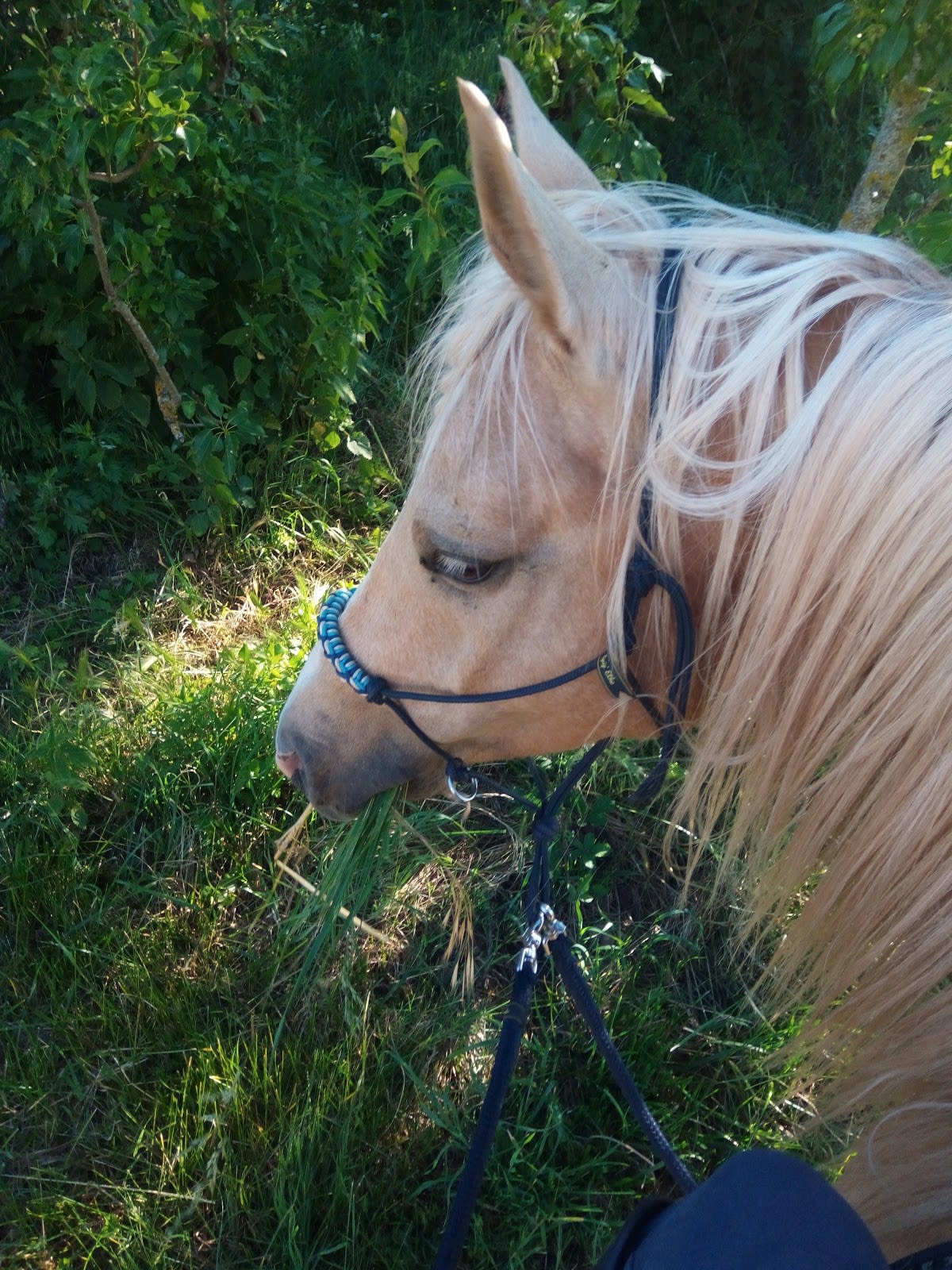 Photo 1 de Ma P'tite Ecurie