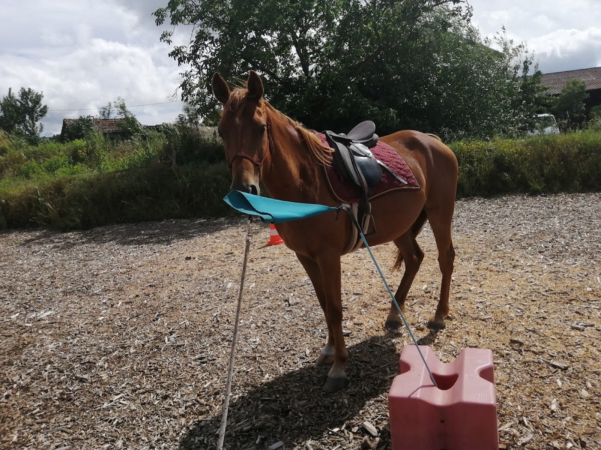 Photo 3 de Ma P'tite Ecurie