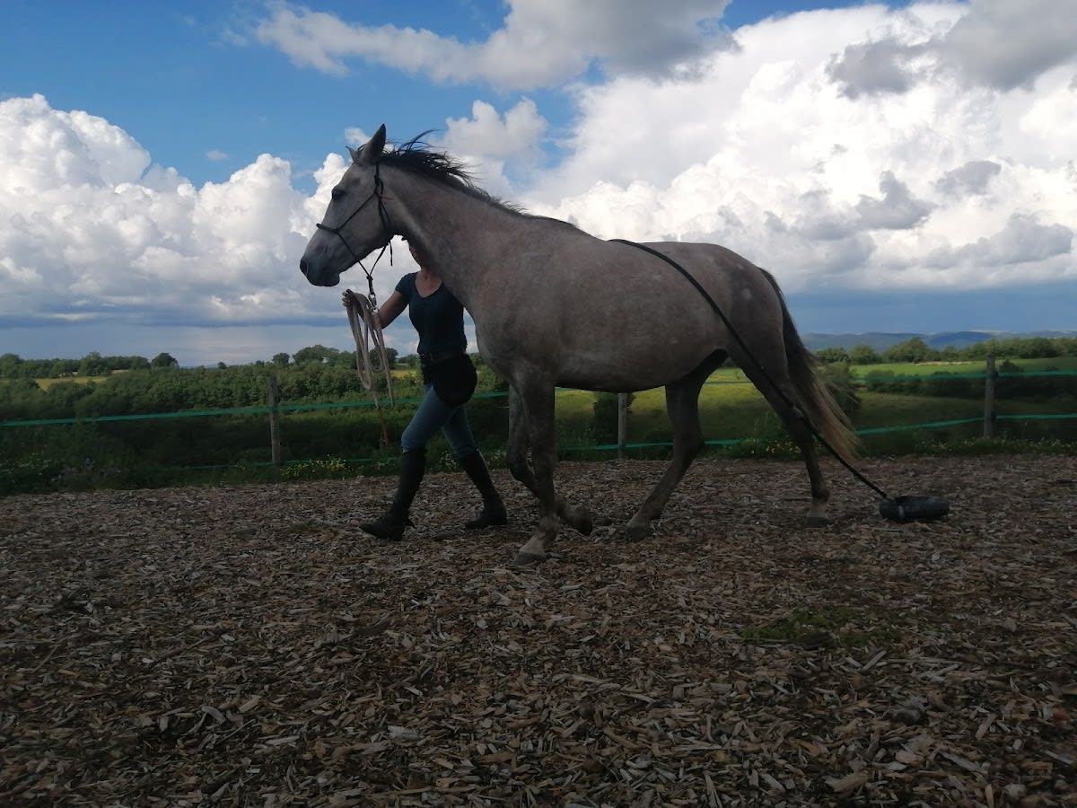 Photo 4 de Ma P'tite Ecurie