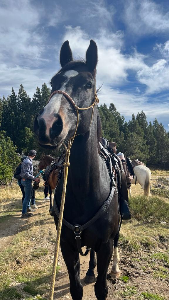 Photo 3 de Nevada Mountain Paddock