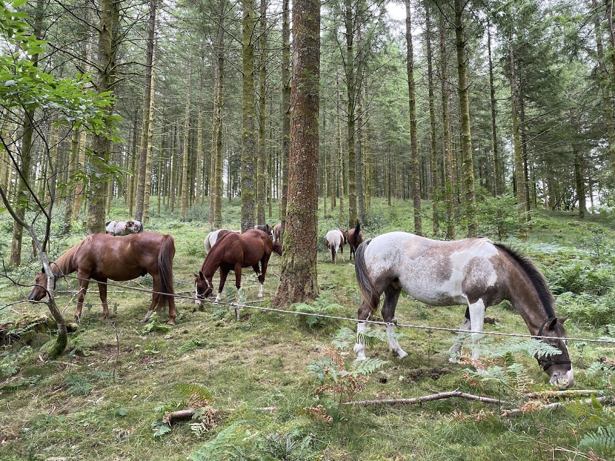 Photo 2 de La Ferme Equestre de Tréphy