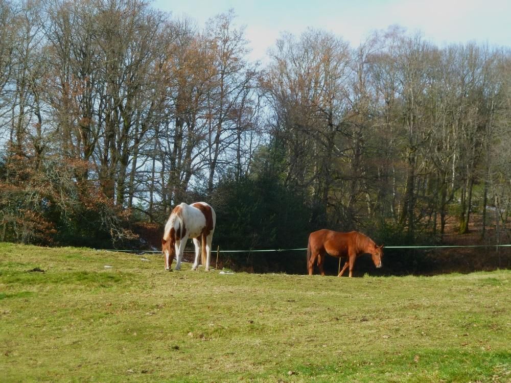 Photo 3 de La Ferme Equestre de Tréphy