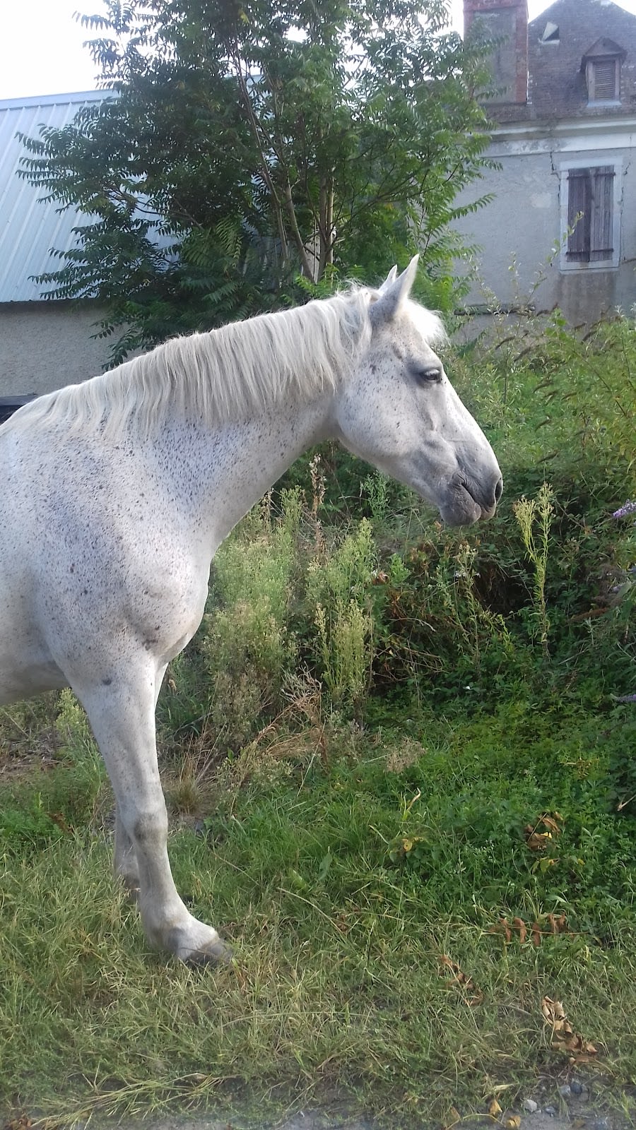 Photo 4 de Ferme Équestre Le Bourdalat