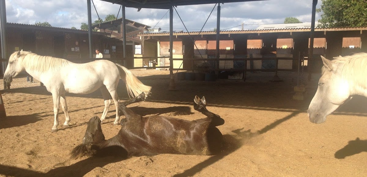 Photo 3 de Centre équestre du Cardin