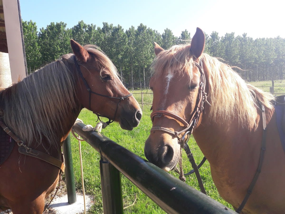 Photo 5 de Domaine équestre du Boscq