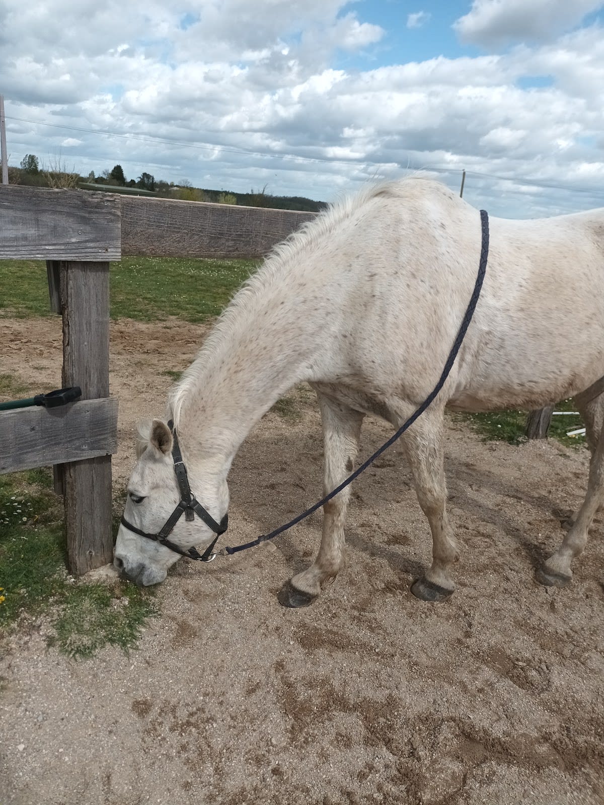 Photo 3 de Les sabots de L'honor